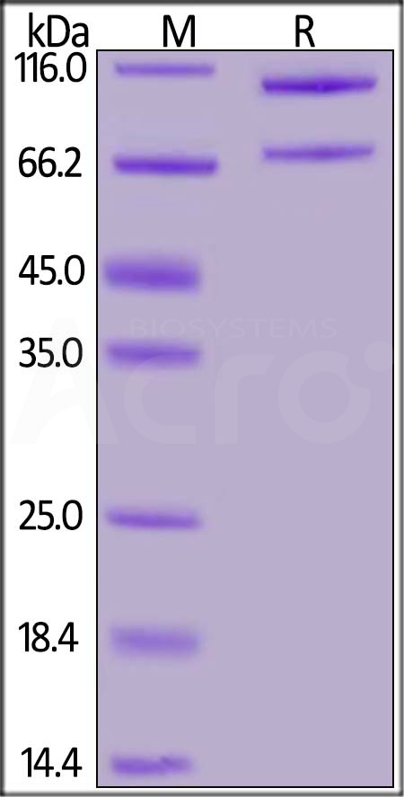 Mouse Complement C5, His Tag (Cat. No. CO5-M52H4) SDS-PAGE gel