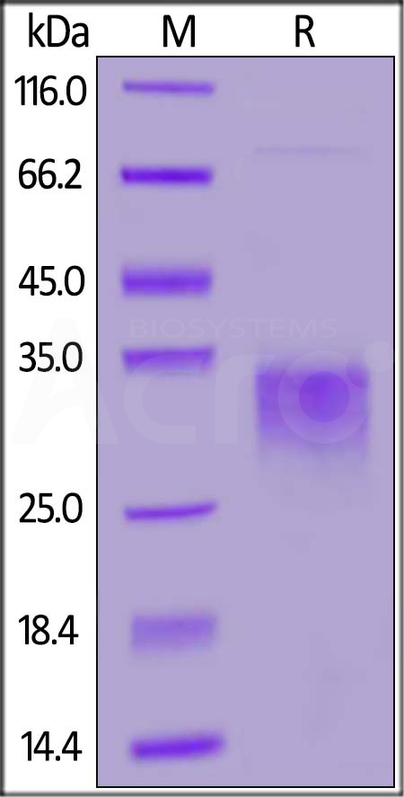 ActiveMax® Human EPO, Tag Free (Cat. No. EPO-H4214) SDS-PAGE gel