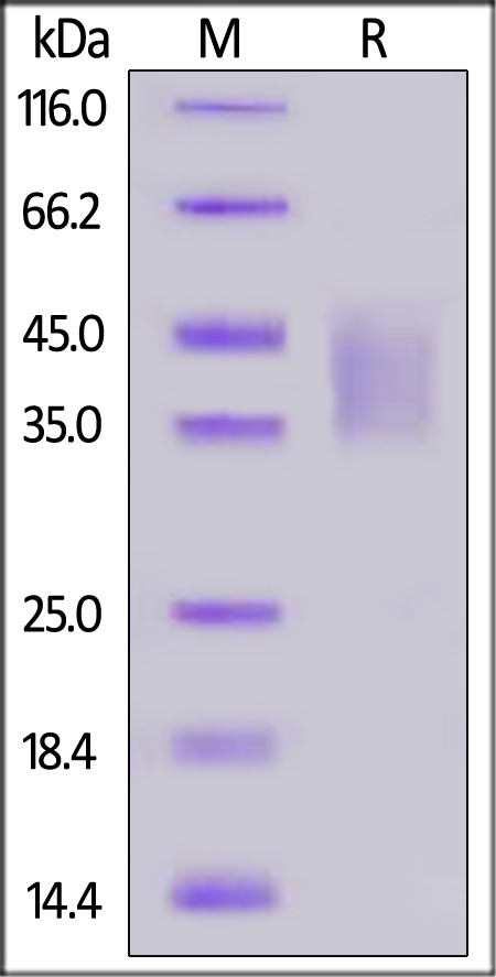 ActiveMax® Mouse LIF, Tag Free (Cat. No. LIF-M5219) SDS-PAGE gel