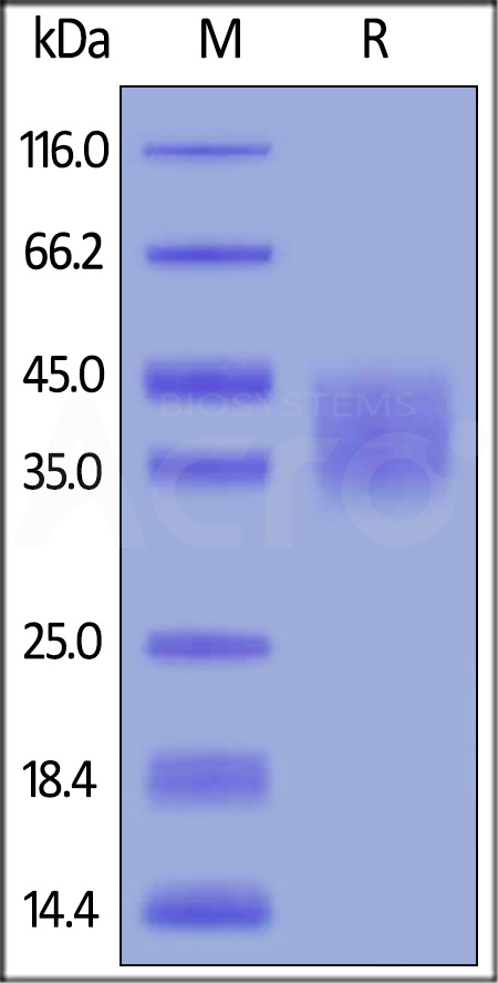 ActiveMax® Human LIF, Tag Free (Cat. No. LIF-H521b) SDS-PAGE gel