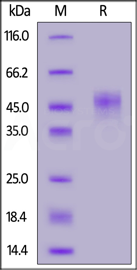 Rat LIF, His Tag (Cat. No. LIF-R52H3) SDS-PAGE gel