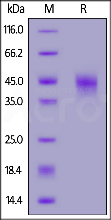 Human LIF, His Tag (Cat. No. LIF-H52H3) SDS-PAGE gel