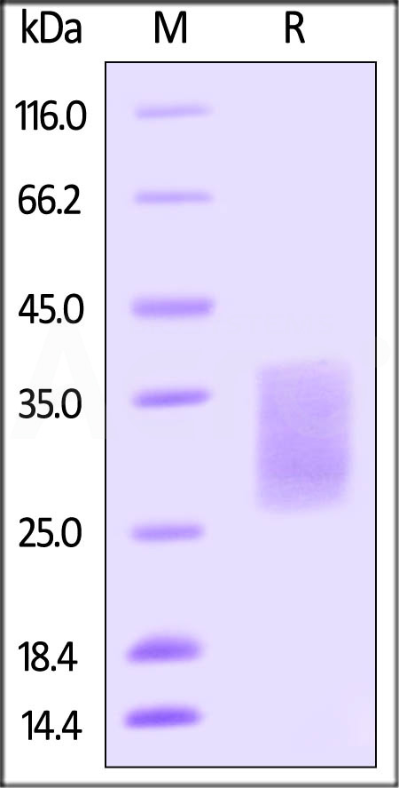 Biotinylated Human SCF, Avitag,His Tag (Cat. No. SCF-H82E1) SDS-PAGE gel