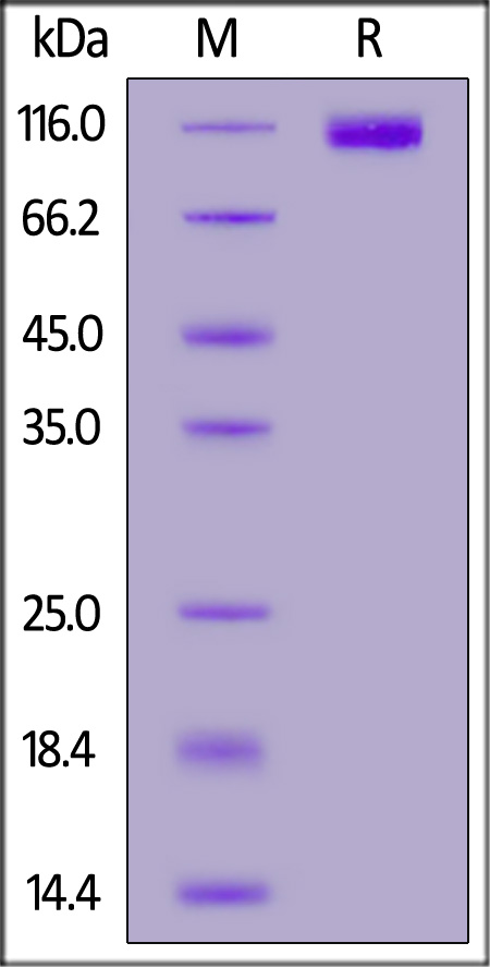 Rhesus macaque CD117, Fc Tag (Cat. No. CD7-R5259) SDS-PAGE gel