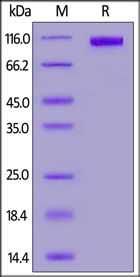 Human CD117, Fc Tag (Cat. No. CD7-H5255) SDS-PAGE gel