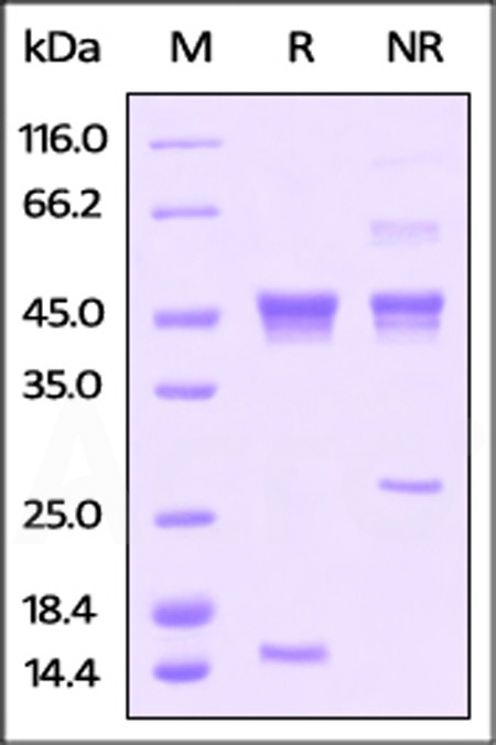 Human Latent Activin A, His Tag (Cat. No. ACA-H424x) SDS-PAGE gel