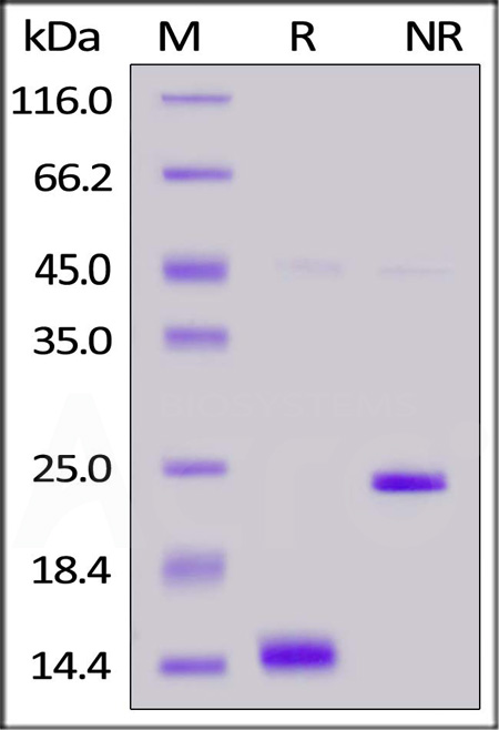 ActiveMax® Human Activin A, Tag Free, low endotoxin (Cat. No. ACA-H421b) SDS-PAGE gel