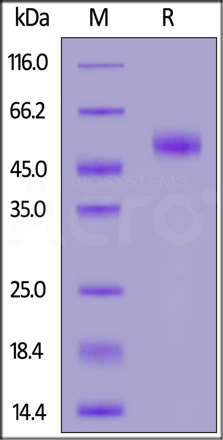 Human MIS RII, Fc Tag (Cat. No. MII-H5258) SDS-PAGE gel