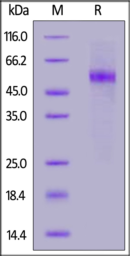 Human ACVR2A, Fc Tag (Cat. No. ACA-H5269) SDS-PAGE gel