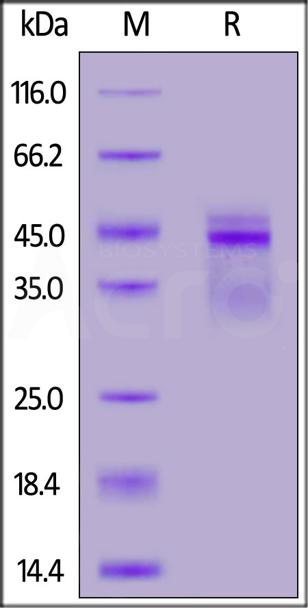 Biotinylated Human IL-12B&IL-12A Heterodimer Protein, His,Avitag&Flag Tag (Cat. No. IL2-H8210) SDS-PAGE gel