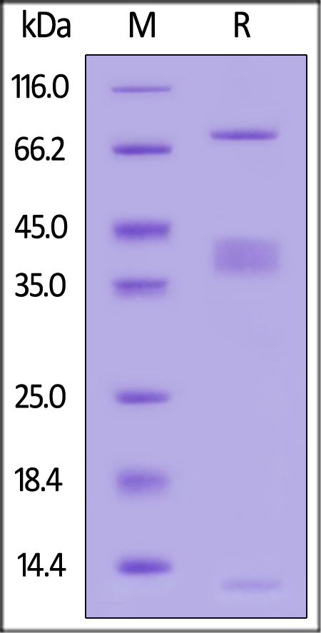 Cynomolgus LRRC32&TGF-beta 1 Heterotrimer Protein, His Tag&Tag Free (Cat. No. GA1-C52W7) SDS-PAGE gel