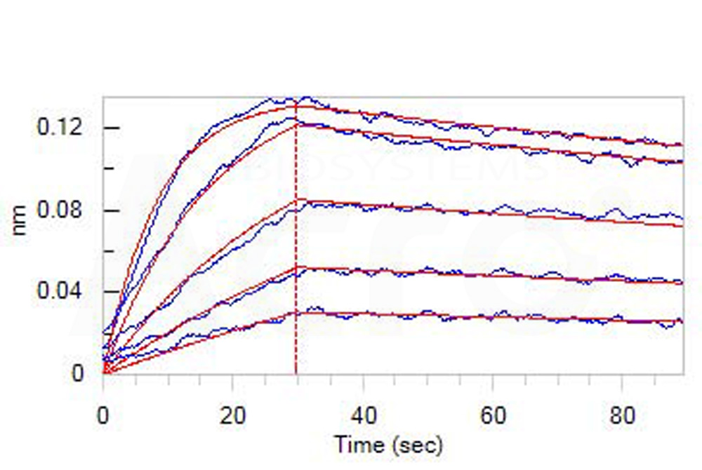 Biotinylated Human BLI
