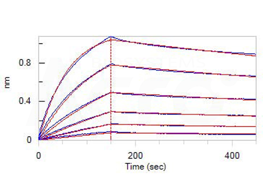 Biotinylated Human BLI