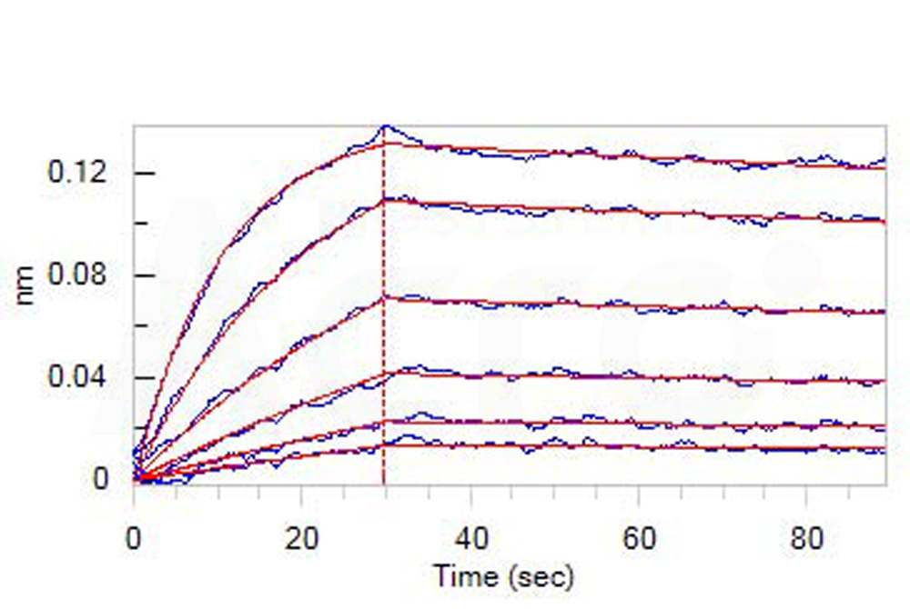 Biotinylated Human BLI