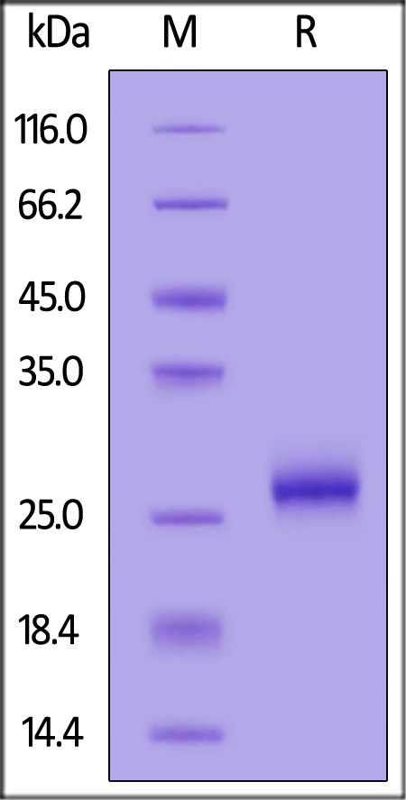 Biotinylated Mouse IL-17C, His,Avitag (Cat. No. ILC-M82E9) SDS-PAGE gel