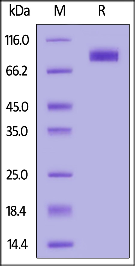 Biotinylated Human IL-18 R1, Fc,Avitag (Cat. No. IL1-H82F9) SDS-PAGE gel