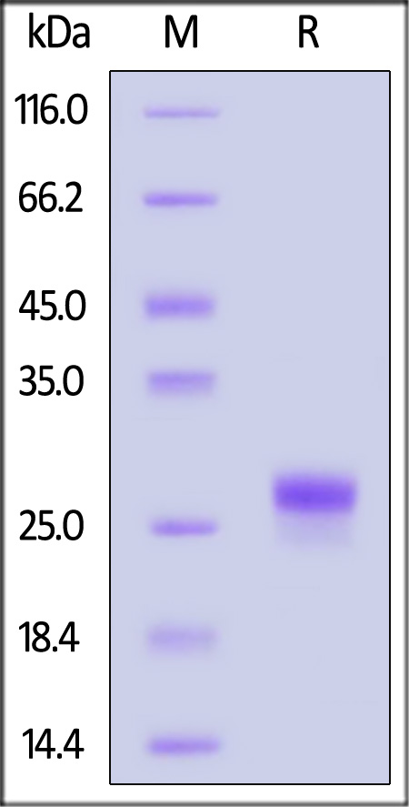 Biotinylated Human IL-1 beta, His,Avitag (Cat. No. ILB-H82E9) SDS-PAGE gel