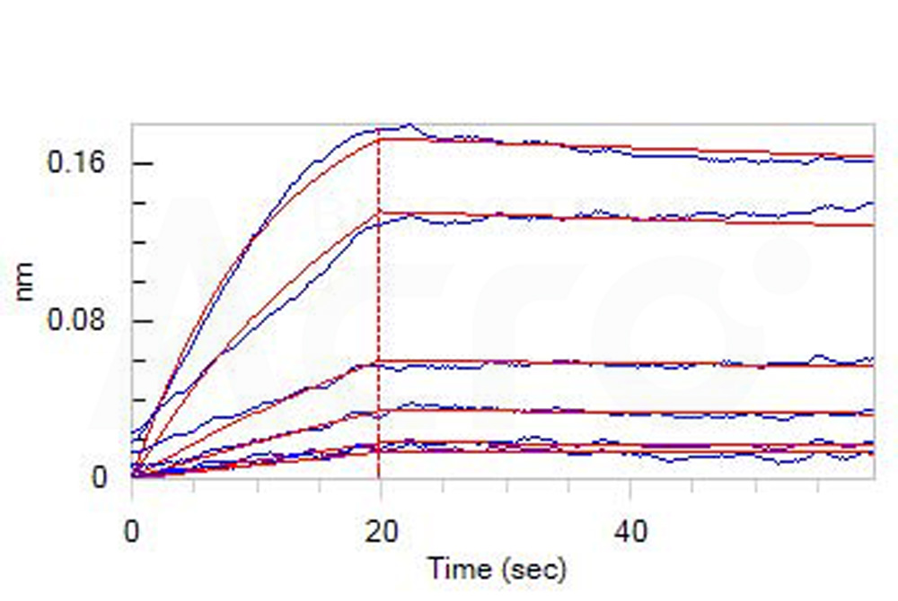 Biotinylated Human BLI