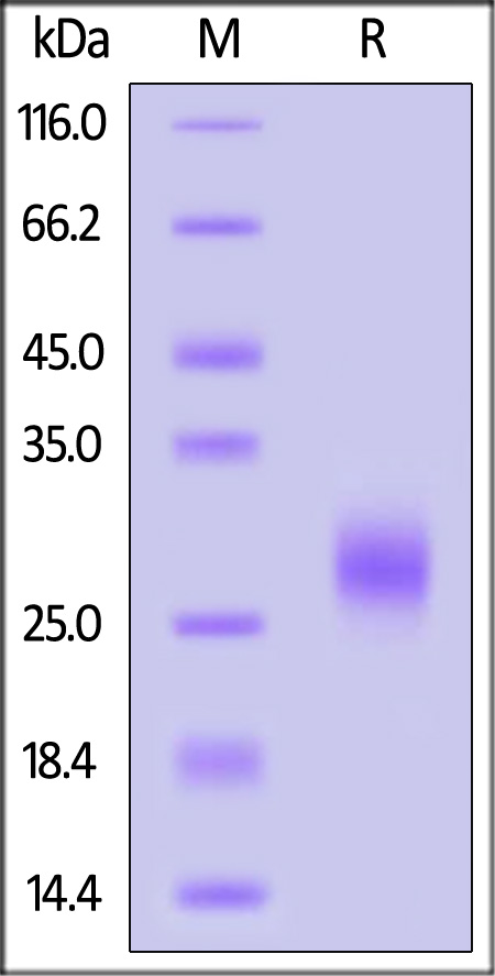 GMP Human IL-7 (Cat. No. GMP-L07H24) SDS-PAGE gel