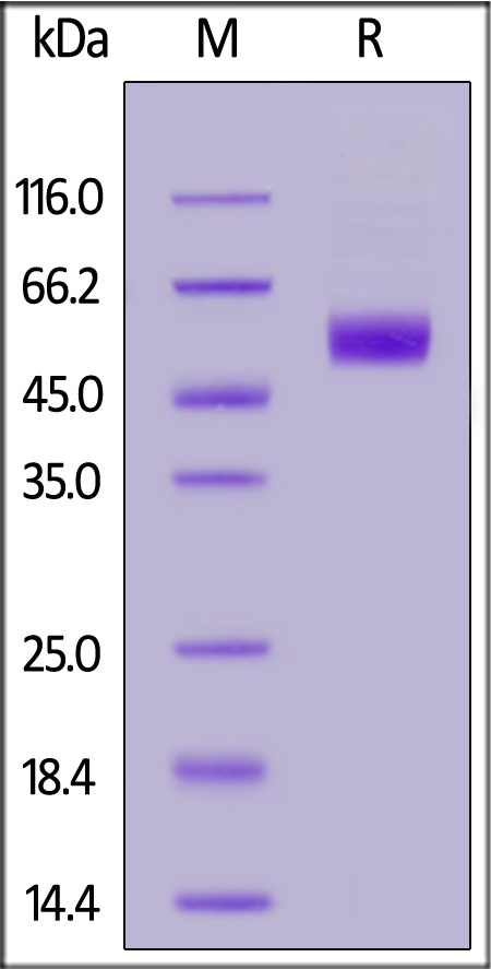 Human IL-1 RAcP, His Tag (Cat. No. ILP-H5225) SDS-PAGE gel