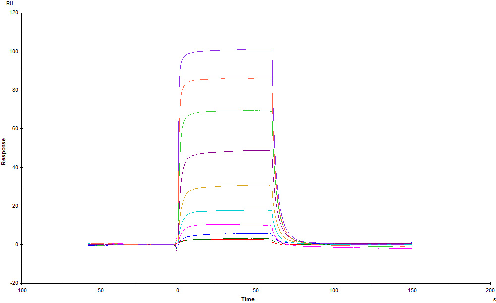 Biotinylated Human SPR