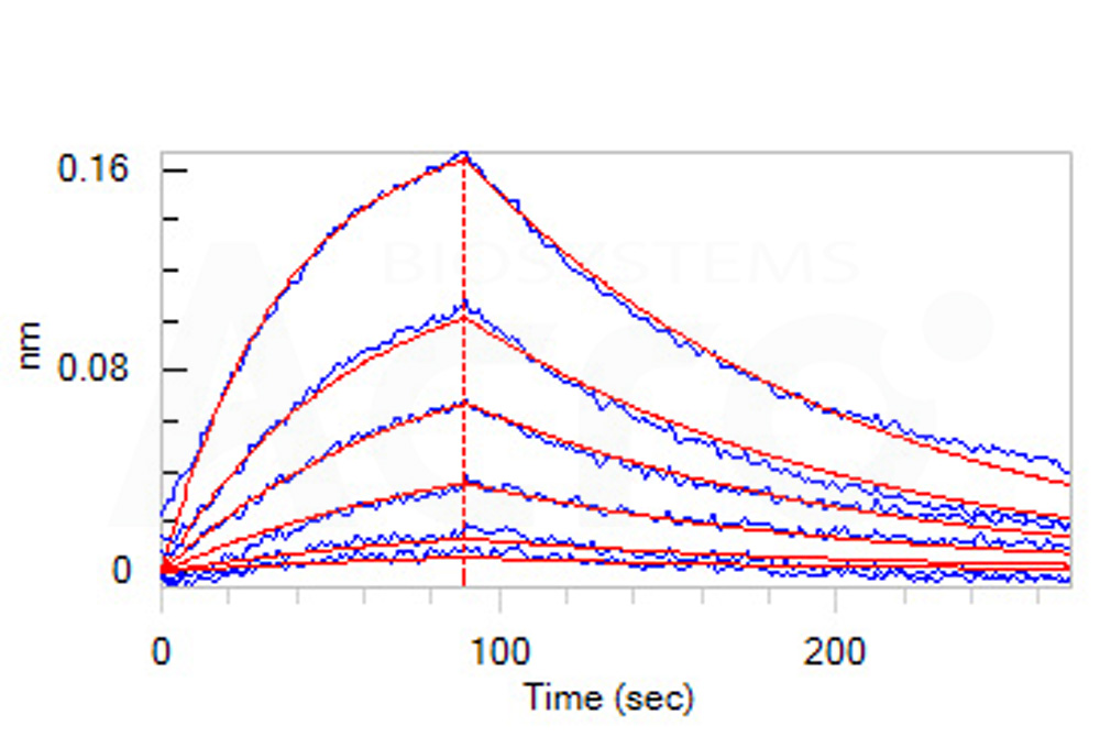 Biotinylated Human BLI