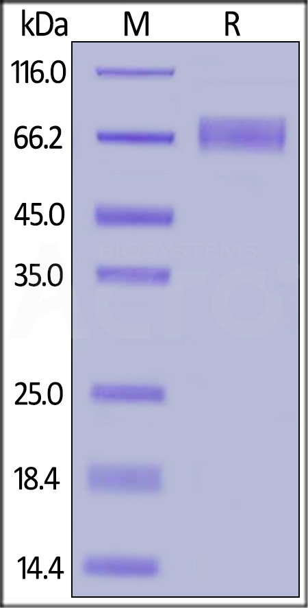 Biotinylated Human IL-15 R alpha, Fc,Avitag (Cat. No. ILA-H82F4) SDS-PAGE gel