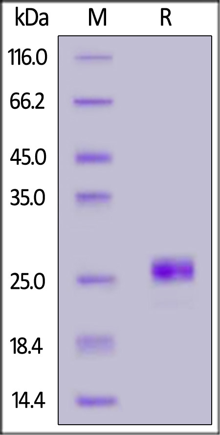 Biotinylated Human IL-17F, His,Avitag (Cat. No. ILF-H82Q9) SDS-PAGE gel