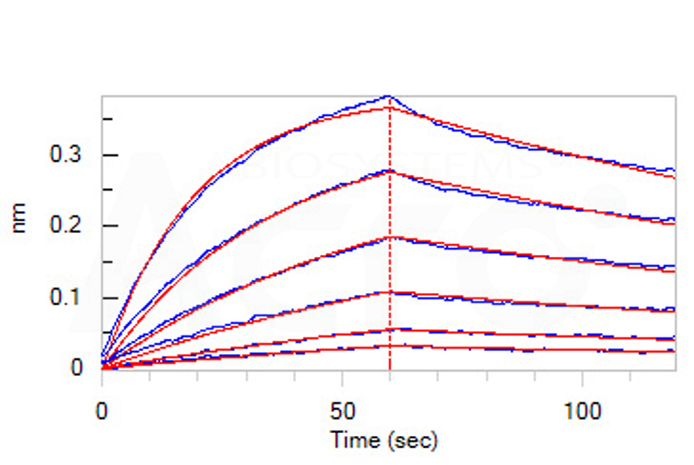 Biotinylated Human BLI