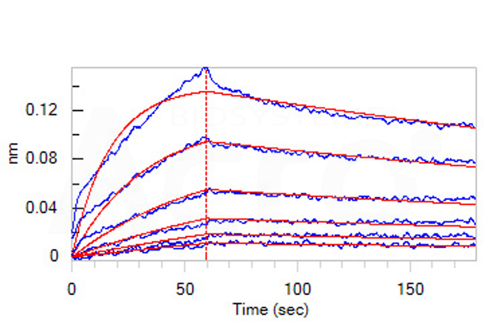 Biotinylated Human BLI
