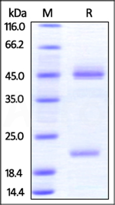 Human IL-23A & Mouse IL-12B Heterodimer Protein, His Tag&Tag Free (Cat. No. ILB-HM52W6) SDS-PAGE gel