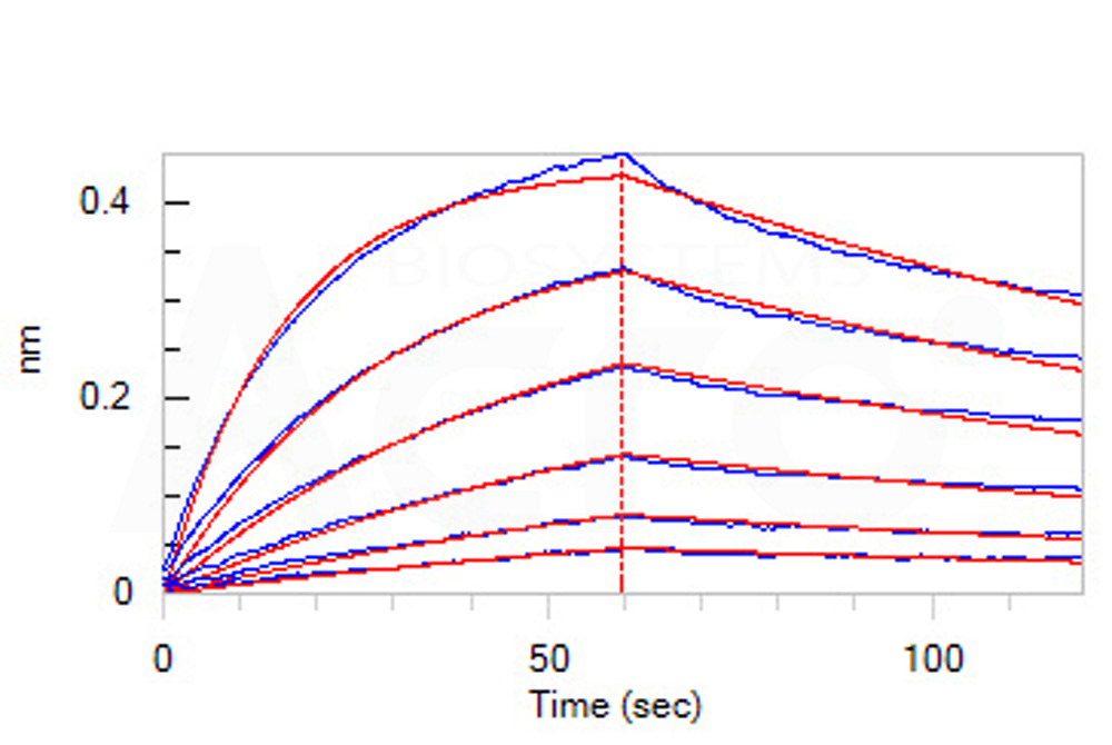 Biotinylated Human BLI