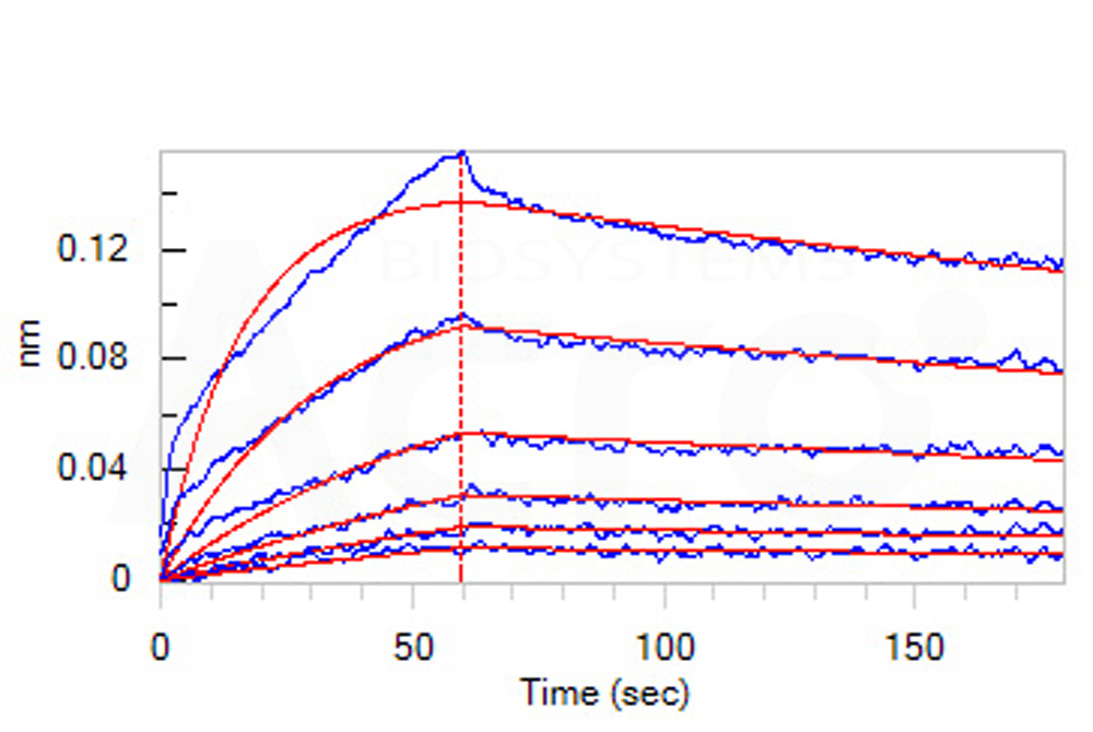 Biotinylated Human BLI