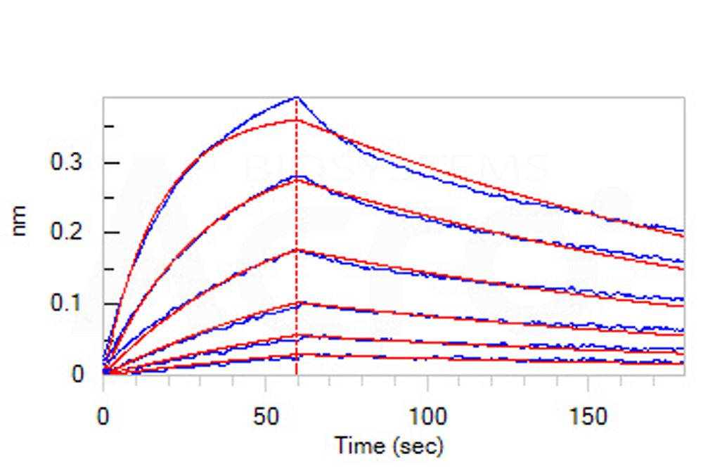 Biotinylated Human BLI