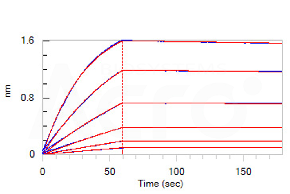 Biotinylated Human BLI