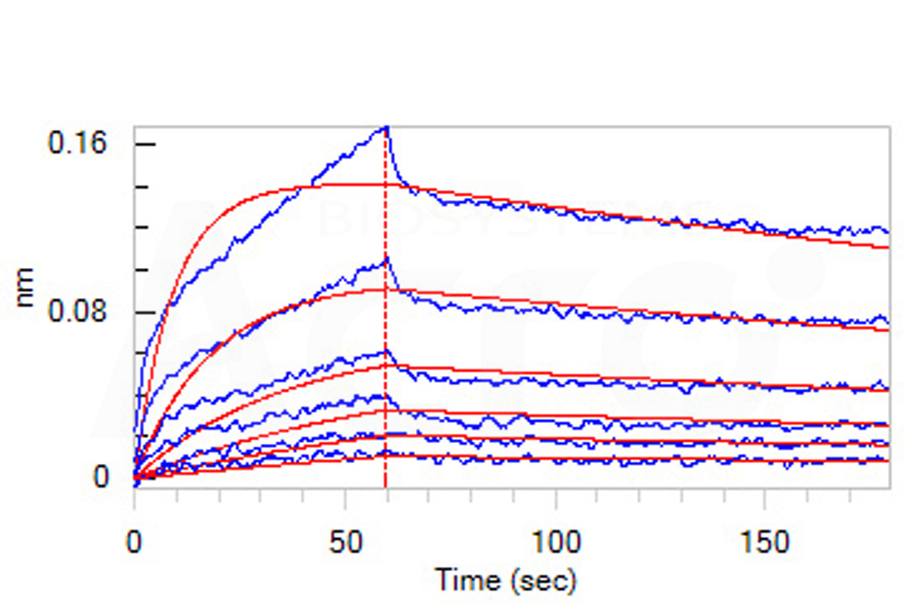 Biotinylated Human BLI