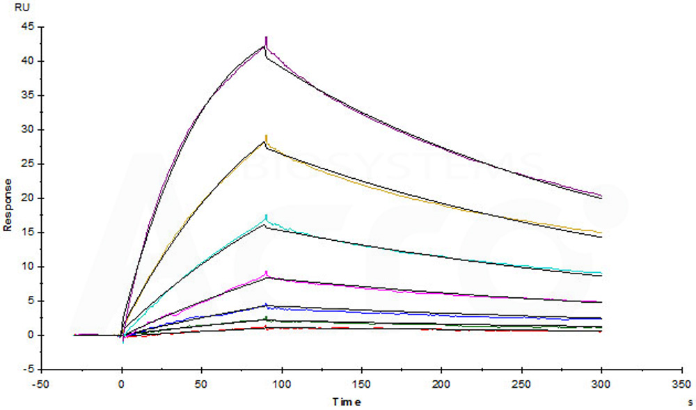 Biotinylated Human SPR