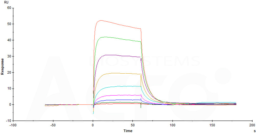 Biotinylated Human SPR