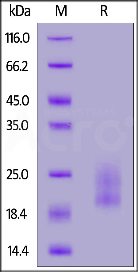 Human IL-17A&IL-17F Heterodimer Protein, Twin Strep&His Tag (Cat. No. ILF-H52W6) SDS-PAGE gel