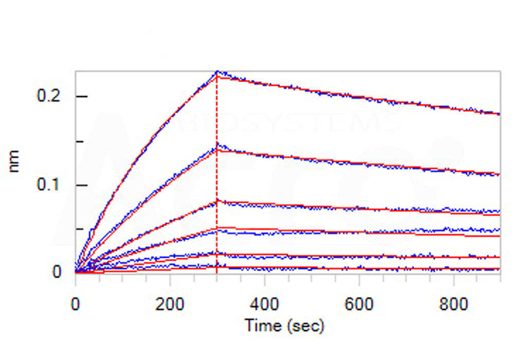 Biotinylated Human BLI