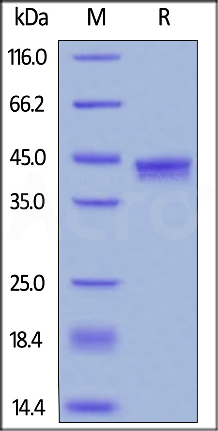 Biotinylated Human IL-17A&IL-17F, Avitag,His Tag (Cat. No. ILF-H82W1) SDS-PAGE gel