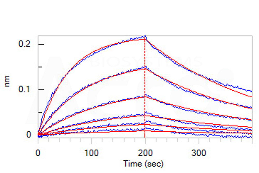 Biotinylated Human BLI