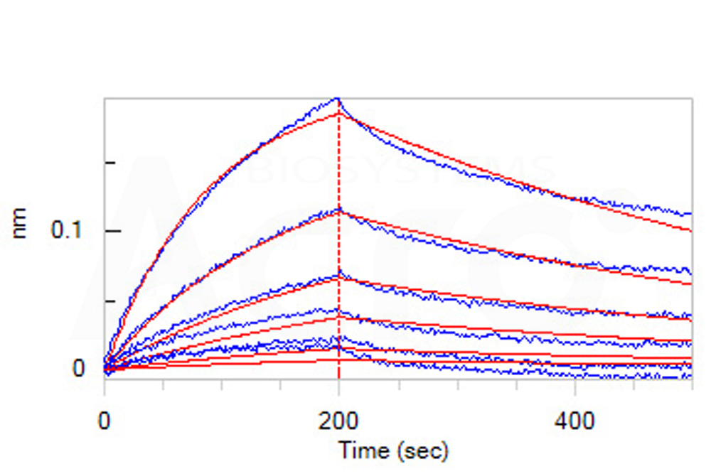 Biotinylated Human BLI