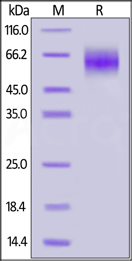 Human IL-23 R, His Tag (Cat. No. ILR-H52H4) SDS-PAGE gel