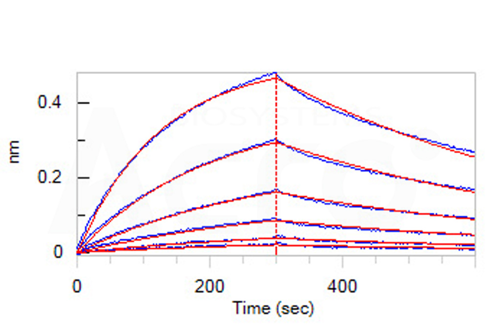 Biotinylated Human BLI