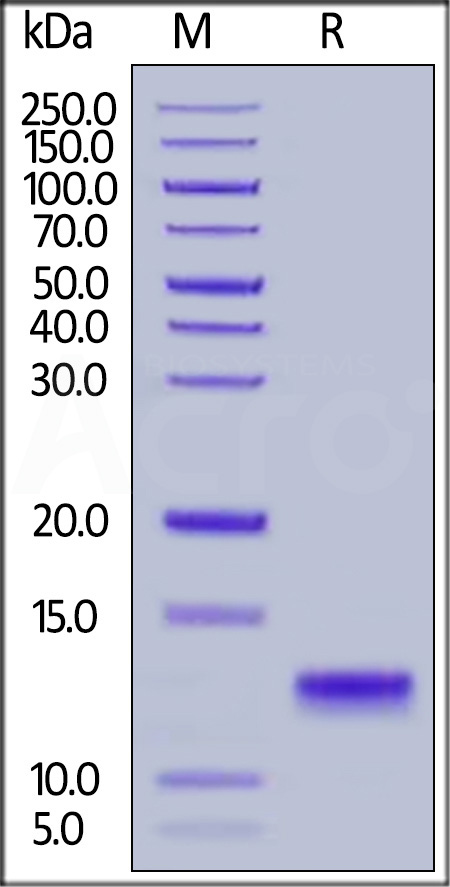 Human IL-8, His Tag (Cat. No. IL8-H52H3) SDS-PAGE gel