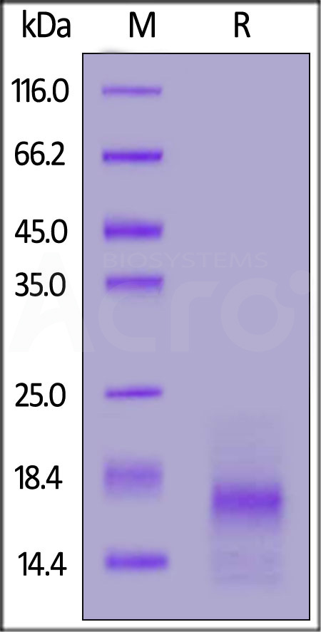 ActiveMax® Human VEGF110, Tag Free (Cat. No. VE0-H5212) SDS-PAGE gel