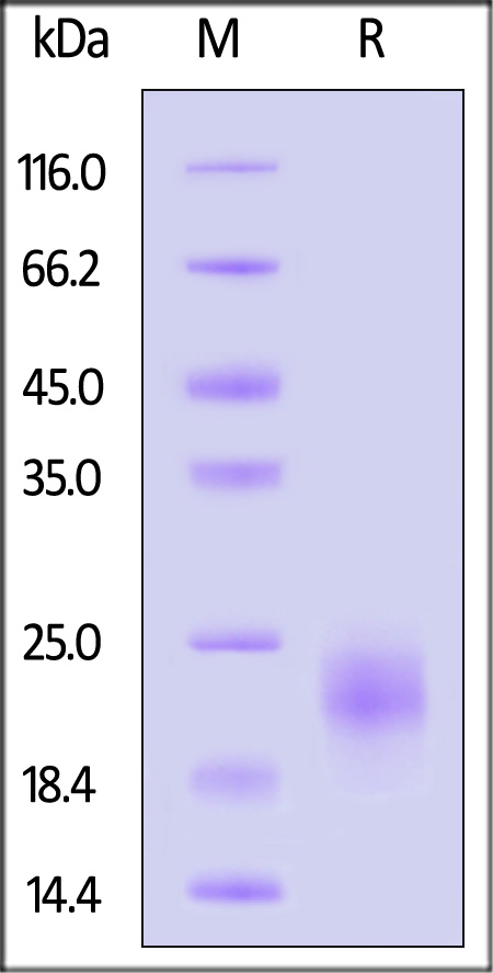 Human VEGF-C, His Tag (Cat. No. VEC-H4225) SDS-PAGE gel