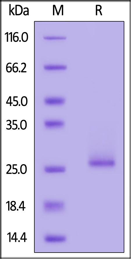 Biotinylated Human FGF-10, His,Avitag (Cat. No. FG0-H81Q7) SDS-PAGE gel