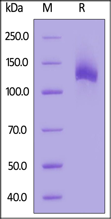 Biotinylated Human EGF R, Fc,Avitag (Cat. No. EGR-H82F8) SDS-PAGE gel